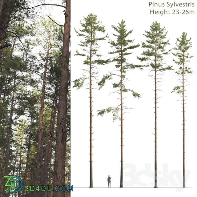 Tree - Common Pine _ 12 _23-26m_