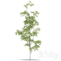 Plant - Birch 
