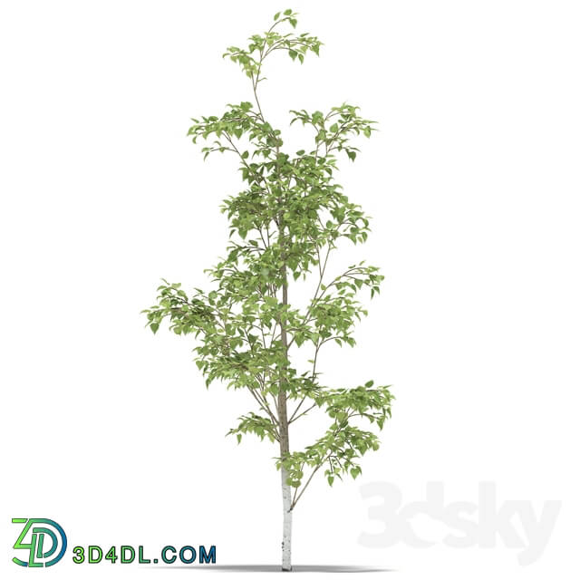 Plant - Birch