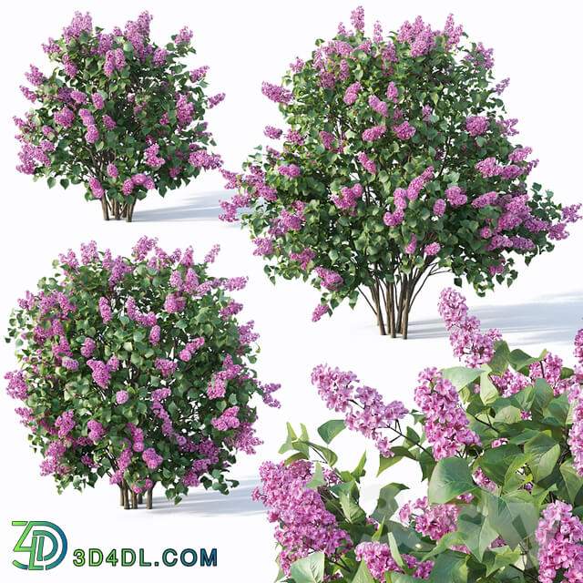 Bush - Lilac_ Syringa vulgaris _ 4. Three sizes