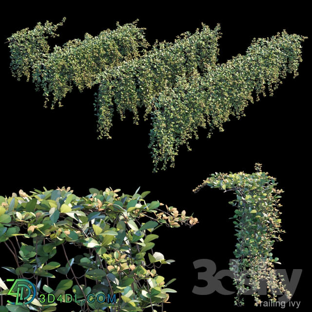 Fitowall - Trailing ivy 2