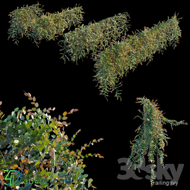 Fitowall - Trailing ivy 3