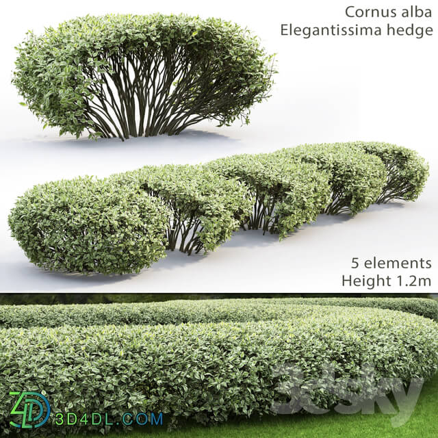 Bush - Derain white Elegantissima _ Cornus Alba Elegantissima hedge _ 1