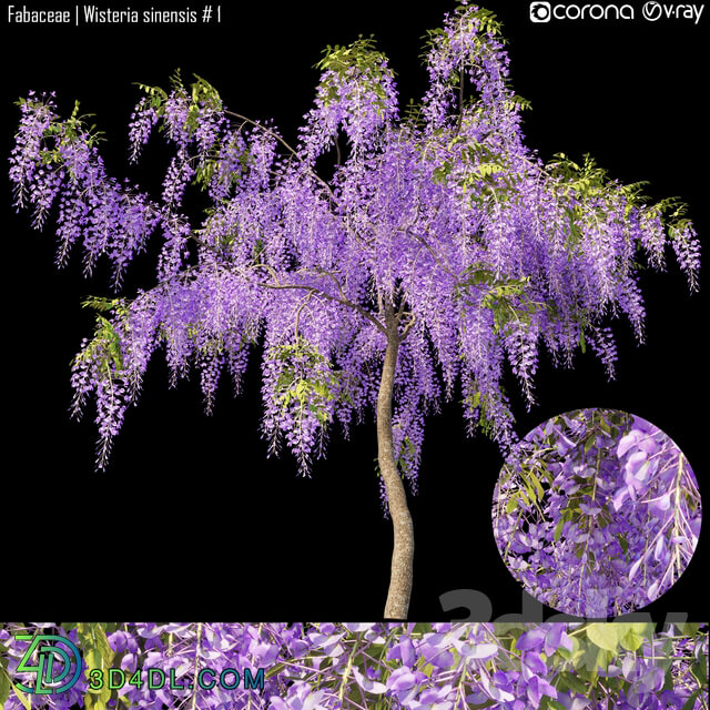 Tree - Fabaceae _ Wisteria sinensis _ 1