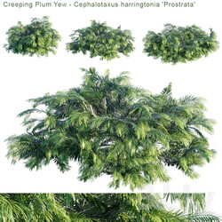 Bush - Creeping Plum Yew _ Cephalotaxus harringtonia _Prostrata_ 