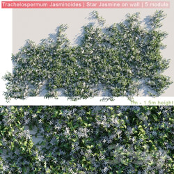 Fitowall - Trachelospermum Jasminoides _ Star Jasmine on wall 