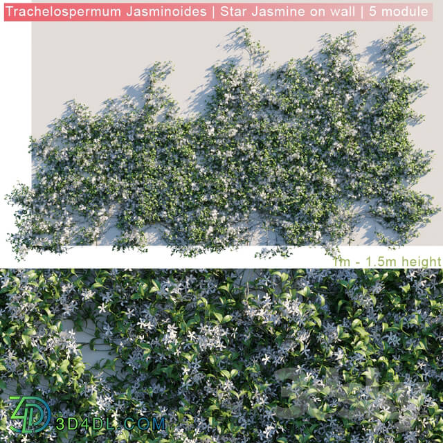 Fitowall - Trachelospermum Jasminoides _ Star Jasmine on wall