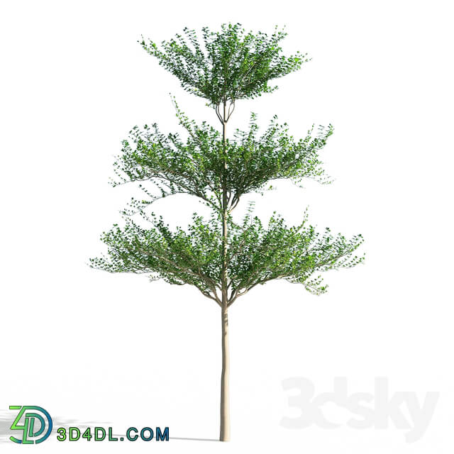Tree - Terminalia mantaly 1