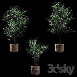 Tree - Plants in wooden pots. 3 models 
