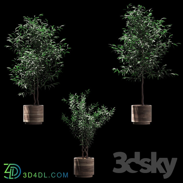 Tree - Plants in wooden pots. 3 models