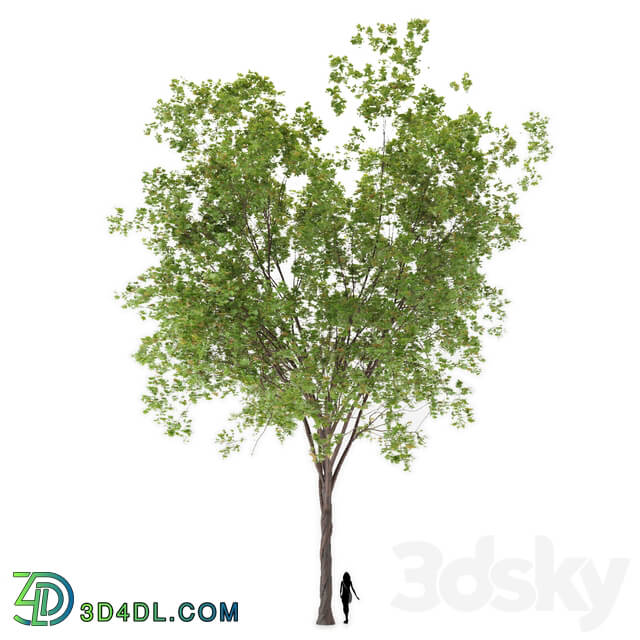 Tree - Maple tree