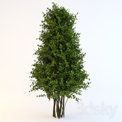 Plant - Bush-cone 