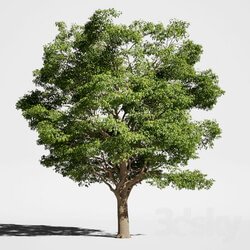 Plant - Tree Oak generic 