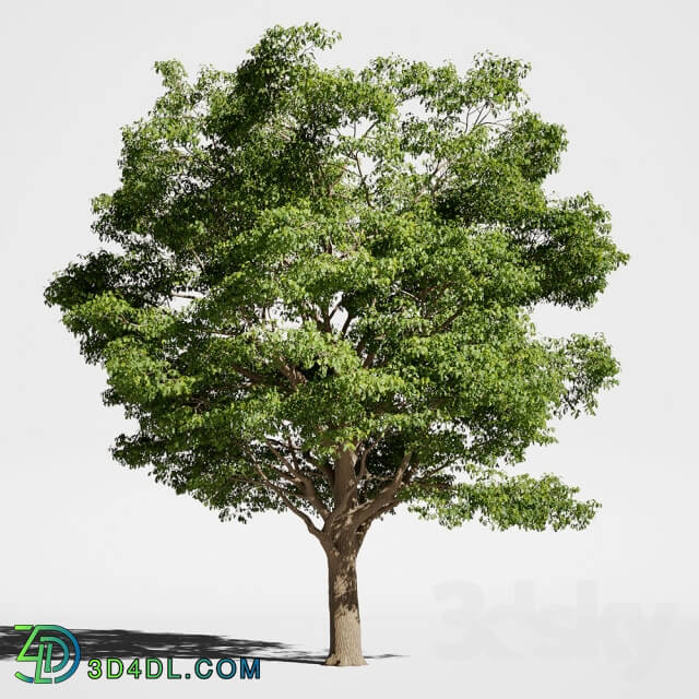 Plant - Tree Oak generic