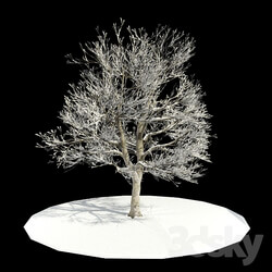 Plant - tree-snow _ tree in snow 