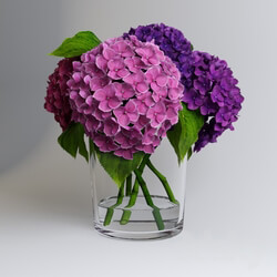 Plant - Hydrangea 