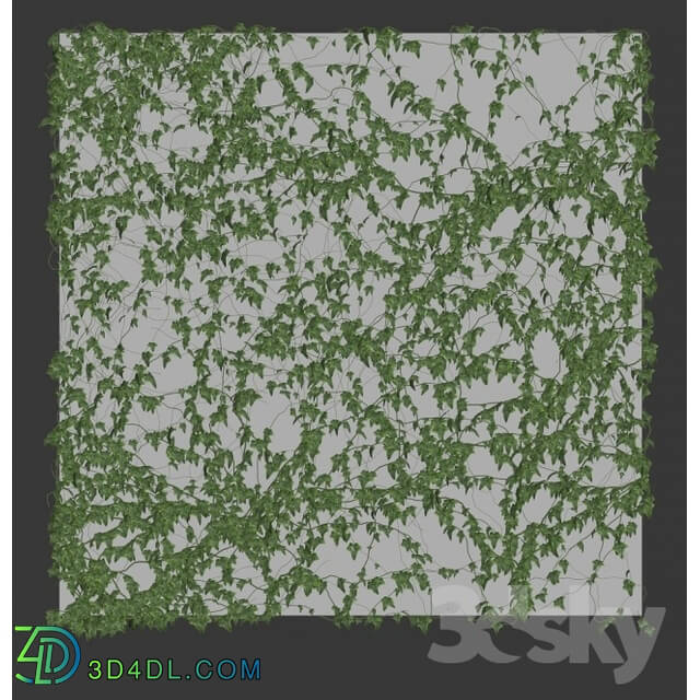 Plant - Ivy Wall 4 models