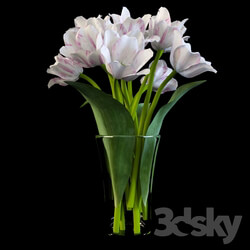 Plant - Tulips bouquet. White 