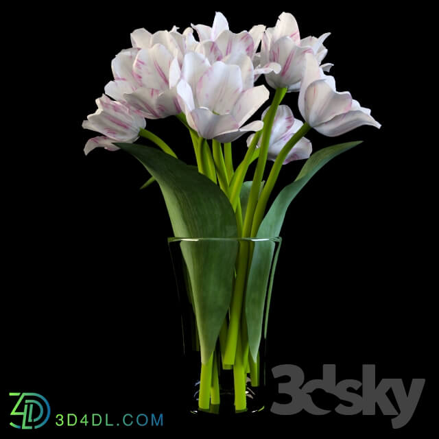 Plant - Tulips bouquet. White