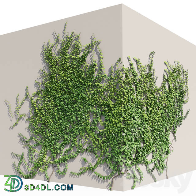 Outdoor - Ivy English wall CONER