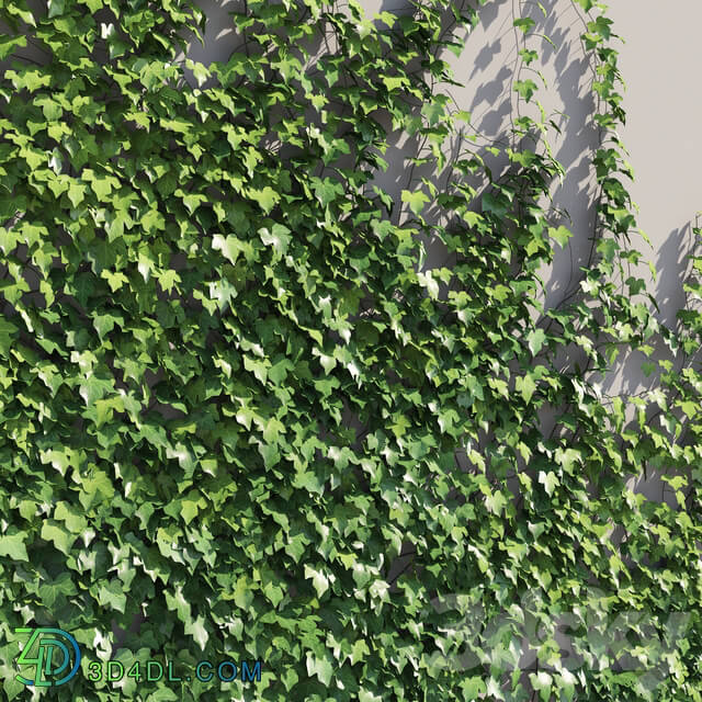 Outdoor - Ivy English wall CONER