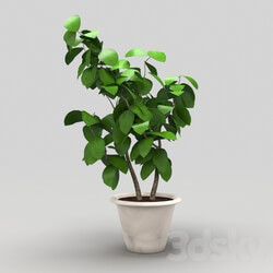 Indoor - Plant 