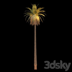 Tree - Long Detailed Palm Tree 