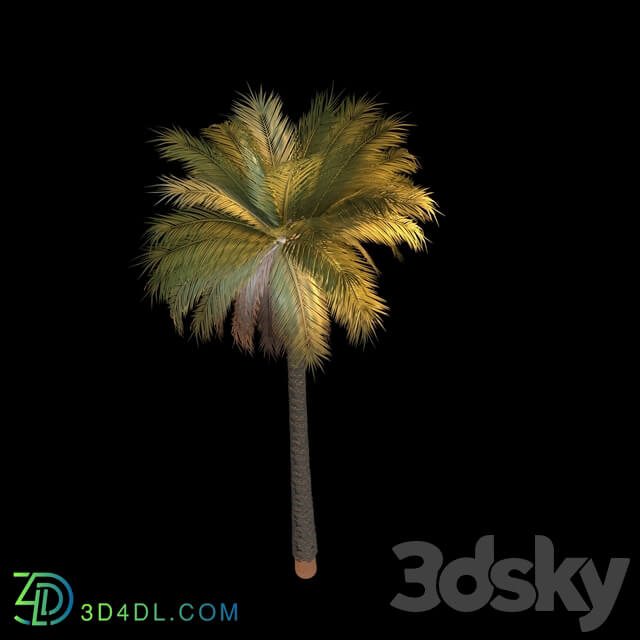 Tree - Long Detailed Palm Tree