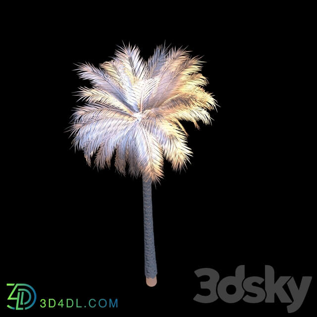 Tree - Long Detailed Palm Tree