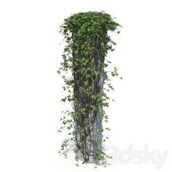 Outdoor - Ivy on a pillar 