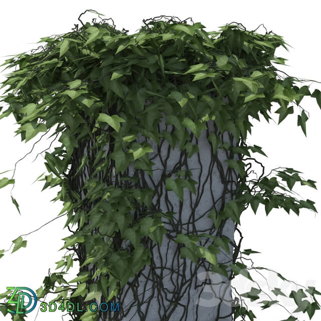 Outdoor - Ivy on a pillar