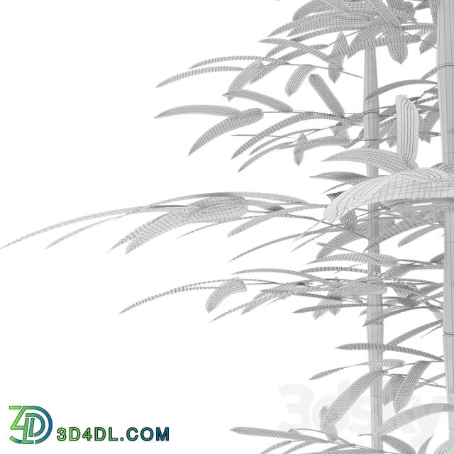 Indoor - Bamboo tree