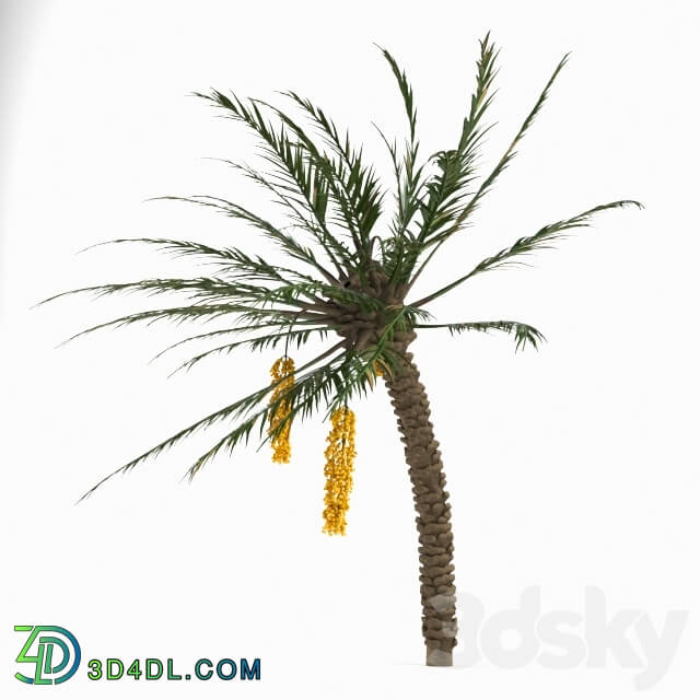 Tree - Palm_Tree 02