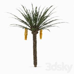 Tree - Palm_Tree 01 