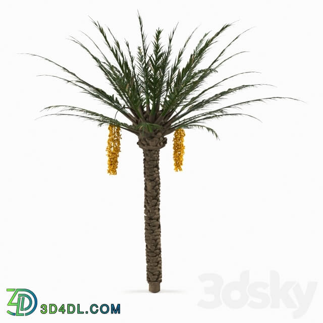 Tree - Palm_Tree 01