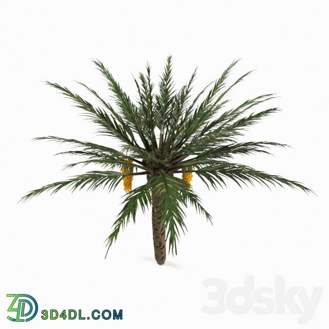 Tree - Palm_Tree 01