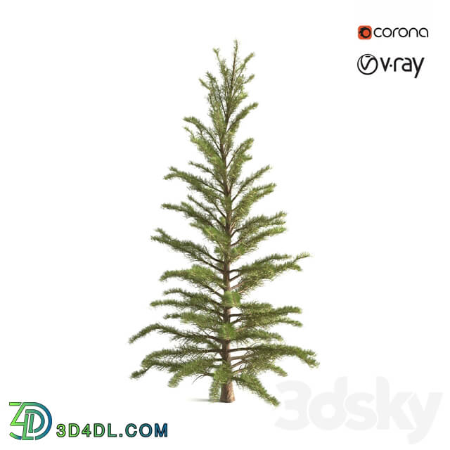 Tree - Pine tree
