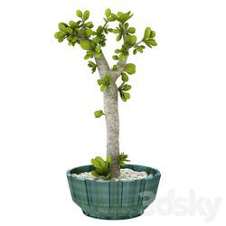 Indoor - table plant 