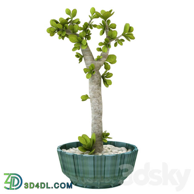 Indoor - table plant