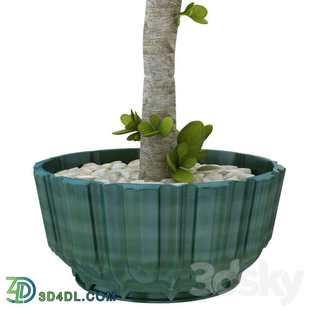 Indoor - table plant