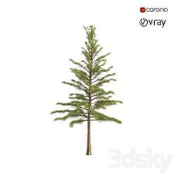 Tree - Pine tree 