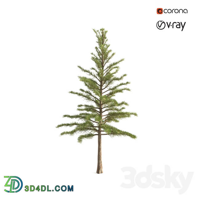 Tree - Pine tree