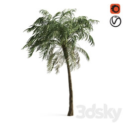 Tree - palm tree 