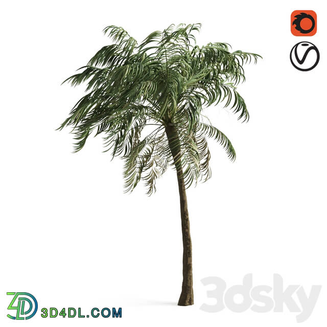Tree - palm tree