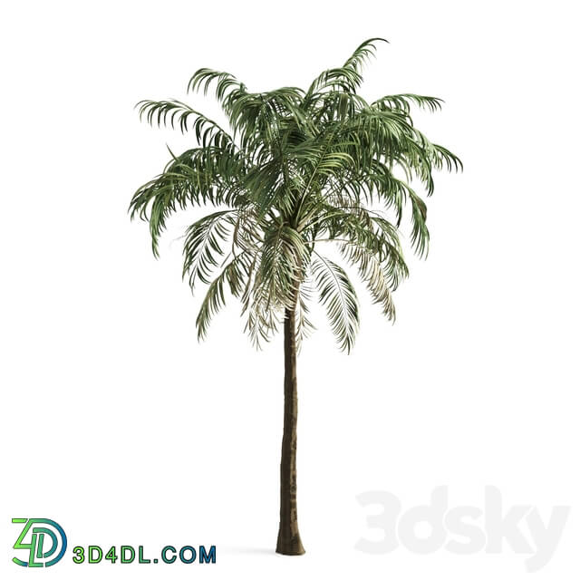 Tree - palm tree