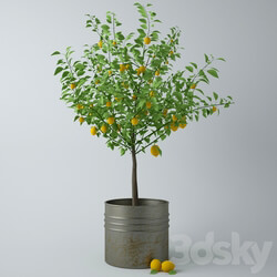Outdoor - Lemon plant 