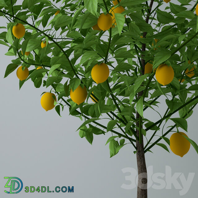 Outdoor - Lemon plant