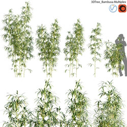 Outdoor - Bambusa Multiplex - Hedge Bamboo 01 