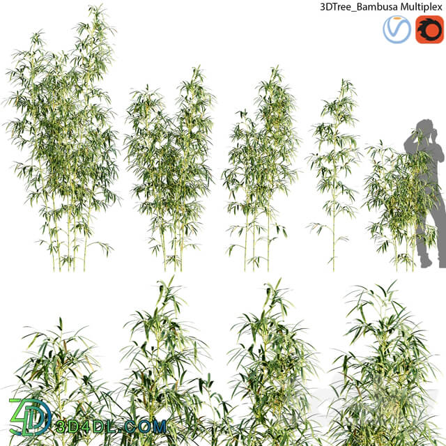 Outdoor - Bambusa Multiplex - Hedge Bamboo 01