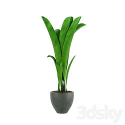 Indoor - tall plant 